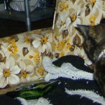 Cat on Kitsch Couch