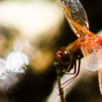 Red Dragonfly
