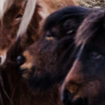Icelandic Horses