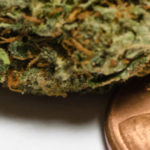 Bud with Penny