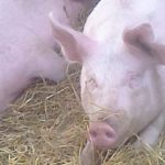 Dinner Pigs