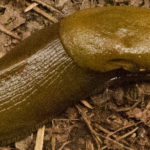 Banana Slug