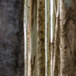 Field of Tree trunks