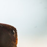 Hummingbird Face