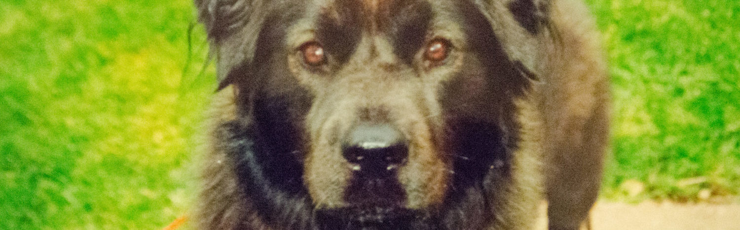 Roesing Ape