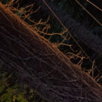 Jo Kreiter Tree Dance