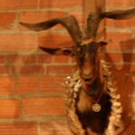 rose goat